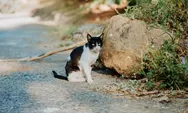 Kucing Liar Pup Sembarangan di Halaman? Ini Cara Ampuh Mengatasinya