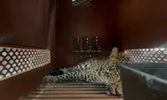 Gegerkan Bandung! Macan Tutul Nyasar Masuk Hotel, Aksi Evakuasi Dramatis hingga Dugaan Asal-usul dari Lembang Park Zoo, Simak Fakta-Faktanya