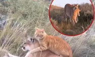 Viral Singa Anggap Kucing Oren Sebagai Anaknya, Begini Fakta Ilmiahnya Menurut Ahli