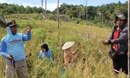 Wujudkan Program Ketahanan Pangan, Desa Bomba Tojo Una-Una Sukses Panen Perdana Padi Ladang
