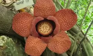 Ternyata Beda Bunga Bangkai Dengan Bunga  Rafflesia Arnoldi