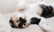 Tips dan Cara Merawat Kucing yang Baik dan Benar Menurut Ahli
