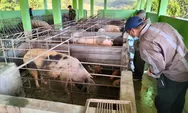 Puluhan Babi Mati di Terang Boleng Manggarai Barat NTT, Diduga Akibat ASF