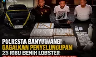 Selamatkan Ekosistem Laut, Polresta Banyuwangi Bongkar Jaringan Perdagangan Ilegal Benih Lobster