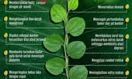 Daun Bidara Makin Populer, Ini Sederet Manfaatnya bagi Kesehatan!