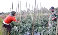 Petani NTT Bersyukur, 3.000 Pohon Buncis Terserap Semua Berkat MBG