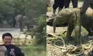Kawanan Gajah Liar  Serbu Mess Karyawan di Riau hingga Robohkan Tembok, Apa yang Sebenarnya Terjadi?