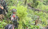 Satgas Swasembada Berhasil Ungkap Ladang Ganja di Pegunungan Bintang, Puluhan Tanaman Siap Panen Diamankan