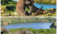 Berani Bertemu Naga Purba? Ini Pesona Pulau Komodo yang Wajib Dijelajahi