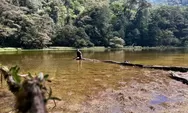 Pesona Poco Likang Manggarai, Jalur Pendakian bak Negeri Dongeng dengan Hutan Lumut yang Memesona