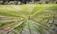 Bukan Sulap, Bukan Lukisan! Sawah Unik Berbentuk Jaring Laba-Laba Ini Ada di Flores