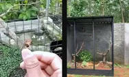 Inspirasi Aviary Burung, Lahan Kecil dan Besar Gak Jadi Masalah untuk Penggemar Burung