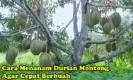 5 Cara Praktis Menanam Durian Montong