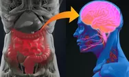 Kesehatan Usus Kesehatan Mental Fakta Hubungan Otak dan Perut 