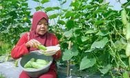 4 Sayur Lalapan Rendah Kalori untuk Teman Diet