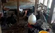 4 Tips Menjaga Kesehatan Ayam Ternak Saat Musim Hujan