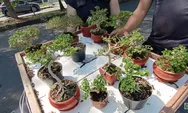 Keunikan Tanaman Bonsai sebagai Dekorasi Rumah