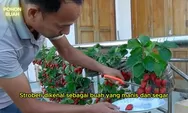 Manis dan Menyegarkan! 4 Cara Sukses Menanam Stroberi