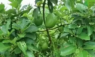 Tips Lifestyle: Rahasia Merawat Pohon Alpukat Bebas Ulat dan Panen Melimpah