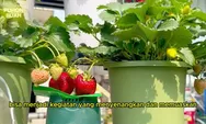 Cara Praktis Menanam Stroberi di Rumah