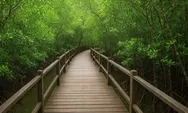 Menyusuri Tempat Wisata Mangrove Sedari Karawang sebagai Ruang Hijau Pesisir