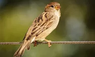 Burung Ini Dulu Dianggap Remeh, Sekarang Jadi Primadona Kicau Mania: Harganya Melejit