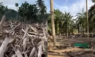 Banjir Bandang Tinggalkan Jejak Kayu di Mana-mana, Warga Aceh Tamiang Keluhkan Pemulihan yang Lambat