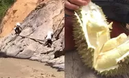 Terisolir Pascabencana, Warga Linge Aceh Tengah Tempuh Medan Sungai dan Tebing Demi Jual Durian ke Kota
