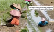 Meski Sawah Terendam Lumpur Tebal, Petani Aceh Utara Tak Menyerah Lanjutkan Tanam Padi