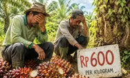 Kasihan Petani, Harga Sawit Ada Yang Hanya Rp600 per Kilogram