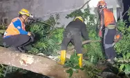 Pohon Tumbang di Jalan Paseh Kota Tasikmalaya Timpa Warung dan WC Umum, BPBD Pastikan Tidak Ada Korban