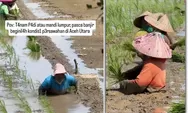 Banjir Aceh Utara Sisakan Lumpur Sawah Setinggi Pinggang, Petani Aceh Utara Tetap Tanam Padi dan Tuai Perhatian