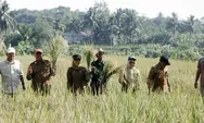 Panen Demplot SRI GACCORS di Kabupaten Ciamis, Kenalkan Pertanian Organik Ramah Lingkungan