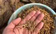 Pascabanjir Aceh, Warga Aceh Tamiang Bertahan dengan Gabah Terendam Banjir Meski Bau dan Bertunas