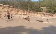 Jelang Daging Meugang, Warga Aceh Tengah Tarik Kerbau Seberangi Sungai Kala Ili di Tengah Akses Terbatas