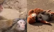 Bayi Monyet Punch di Ichikawa City Zoo Kini Diterima Kelompoknya, Dari Kesepian Jadi Simbol Harapan
