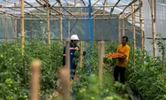 ANTAM Dorong Program Garitan Kalongliud, Model Pertanian Sirkular Bangkitkan Desa Terdampak Krisis
