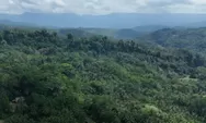 Pegiat Anti Korupsi Soroti Dugaan Pelanggaran Lahan Kompensasi PT BSI, Satgas PKH Didesak Turun Tangan