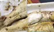Viral Belatung di Ikan Bandeng MBG Sampang, SPPG Dalpenang Akui Menu dari Dapurnya