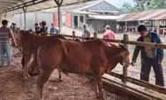 Harga Sapi Kurban di Tasikmalaya Naik Rp2 Juta per Ekor, Sistem Timbang Hidup Kini Jadi Primadona Konsumen