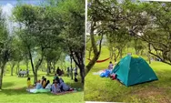 Rahasia Teh Jangkung Malabar Pangalengan, Wisata Kebun Teh Hits dari Jembatan Kayu yang Instagramable!