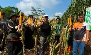 Didi Sukardi Dorong Ketahanan Pangan Lewat Panen Jagung PKS Ciamis dan Pemberdayaan Petani