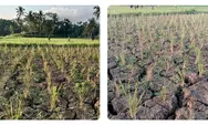Hujan Tak Kunjung Turun, Petani Kota Tasikmalaya Waswas Lahan Pertanian Terancam Puso