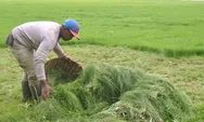 Rumput Situ Gede Kota Tasik Jadi Berkah, Para Penyabit Rumput Raup Penghasilan di Tengah Kemarau