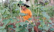 Lahan Sawah Kering, Petani Kota Tasikmalaya Beralih ke Tanaman Palawija untuk Bertahan di Musim Kemarau