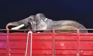 Viral Dua Gajah Dipindah dari Jogja ke Kaltim, Kemenhut Ungkap Alasan dan Kondisi Deo dan Sinta