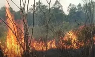 Taman Nasional Way Kambas Terbakar, Petugas Hadapi Lahan Gambut Kering dan Sulitnya Akses