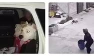 Anjing Pitbull Serang Bocah 9 Tahun di Bandung, 2 Ekor Kini Dikarantina Usai Korban Dapat 27 Jahitan