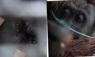 Sampurna Orang Utan Ketapang Terbaring Lemas akibat Asap Karhutla Kalbar, Ditemukan di Kebun Warga