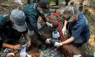 Nekropsi Ungkap Kondisi Paru-Paru Orang Utan Sampurna, Paparan Asap Karhutla Ketapang Jadi Dugaan